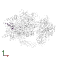 Small ribosomal subunit protein eS8A in PDB entry 6wdr, assembly 1, front view.