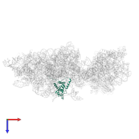 Small ribosomal subunit protein uS4A in PDB entry 6wdr, assembly 1, top view.