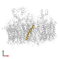 Cytochrome b559 subunit beta in PDB entry 6wj6, assembly 1, front view.