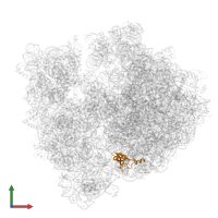 Large ribosomal subunit protein bL19 in PDB entry 6wnv, assembly 1, front view.