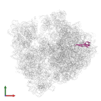 Large ribosomal subunit protein bL21 in PDB entry 6wnv, assembly 1, front view.