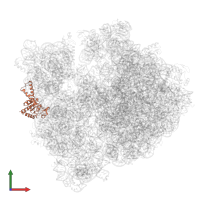 Small ribosomal subunit protein uS2 in PDB entry 6wnv, assembly 1, front view.