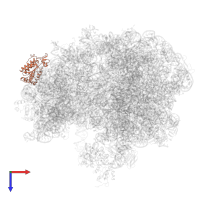 Small ribosomal subunit protein uS2 in PDB entry 6wnv, assembly 1, top view.