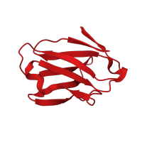 The deposited structure of PDB entry 6x5c contains 3 copies of Pfam domain PF00047 (Immunoglobulin domain) in T-cell surface glycoprotein CD4. Showing 1 copy in chain C.