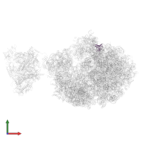 Large ribosomal subunit protein bL27 in PDB entry 6xii, assembly 1, front view.