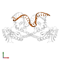 synthetic non-template strand DNA (54-MER) in PDB entry 6xla, assembly 1, front view.