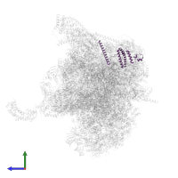 Mitochondrial ribosomal protein S15 in PDB entry 6ydp, assembly 1, side view.