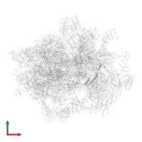 mS37 in PDB entry 6ydp, assembly 1, front view.