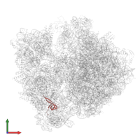 Small ribosomal subunit protein uS17 in PDB entry 6yef, assembly 1, front view.