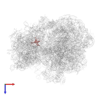 Small ribosomal subunit protein uS17 in PDB entry 6yef, assembly 1, top view.