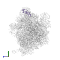 Large ribosomal subunit protein uL5 in PDB entry 6yef, assembly 1, side view.