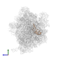 Small ribosomal subunit protein uS2 in PDB entry 6yef, assembly 1, side view.