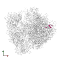 Large ribosomal subunit protein bL21 in PDB entry 6yef, assembly 1, front view.