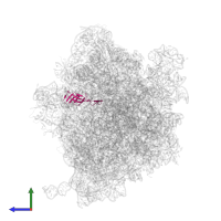 Large ribosomal subunit protein bL21 in PDB entry 6yef, assembly 1, side view.