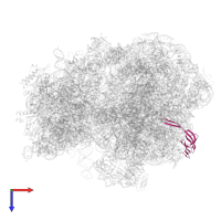 Large ribosomal subunit protein bL21 in PDB entry 6yef, assembly 1, top view.