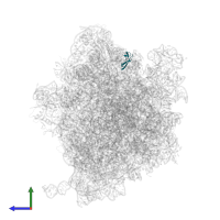 Large ribosomal subunit protein bL33B in PDB entry 6yef, assembly 1, side view.