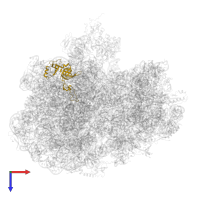 Large ribosomal subunit protein uL3 in PDB entry 6yst, assembly 1, top view.