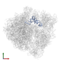 P/E-site tRNAPhe in PDB entry 6yst, assembly 1, front view.