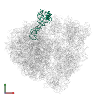 5S ribosomal RNA in PDB entry 6yst, assembly 1, front view.