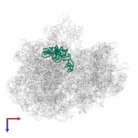 5S ribosomal RNA in PDB entry 6yst, assembly 1, top view.