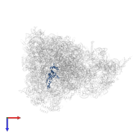 Large ribosomal subunit protein uL13m in PDB entry 6yws, assembly 1, top view.