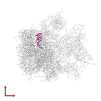 Large ribosomal subunit protein bL21m in PDB entry 6yws, assembly 1, front view.