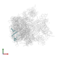 Large ribosomal subunit protein uL23m in PDB entry 6yws, assembly 1, front view.