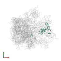 Large ribosomal subunit protein mL38 in PDB entry 6yws, assembly 1, front view.