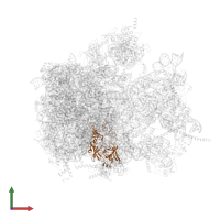 Large ribosomal subunit protein uL2m in PDB entry 6yws, assembly 1, front view.