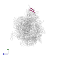 Large ribosomal subunit protein mL53 in PDB entry 6yws, assembly 1, side view.