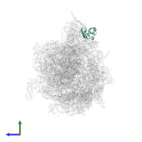 Large ribosomal subunit protein uL11m in PDB entry 6yws, assembly 1, side view.