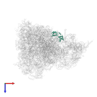 Large ribosomal subunit protein uL11m in PDB entry 6yws, assembly 1, top view.