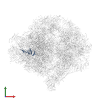 uL13m in PDB entry 6ywy, assembly 1, front view.