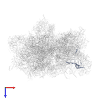 Small ribosomal subunit protein mS23 in PDB entry 6ywy, assembly 1, top view.