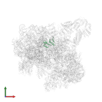 Small ribosomal subunit protein uS8A in PDB entry 6zce, assembly 1, front view.