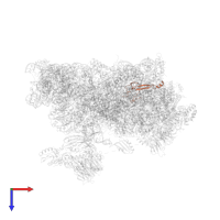 Small ribosomal subunit protein eS26A in PDB entry 6zce, assembly 1, top view.