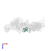 NADH dehydrogenase [ubiquinone] 1 alpha subcomplex subunit 10, mitochondrial in PDB entry 6zkn, assembly 1, top view.