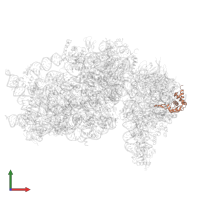 Small ribosomal subunit protein eS19 in PDB entry 6zlw, assembly 1, front view.