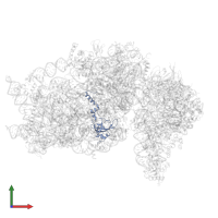 Small ribosomal subunit protein uS12 in PDB entry 6zlw, assembly 1, front view.