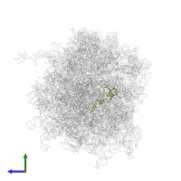 Small ribosomal subunit protein uS12 in PDB entry 6zmi, assembly 1, side view.