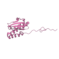 The deposited structure of PDB entry 6zp4 contains 1 copy of Pfam domain PF00380 (Ribosomal protein S9/S16) in Small ribosomal subunit protein uS9. Showing 1 copy in chain Y [auth g].