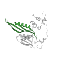 The deposited structure of PDB entry 6zp4 contains 1 copy of Pfam domain PF00333 (Ribosomal protein S5, N-terminal domain) in Small ribosomal subunit protein uS5. Showing 1 copy in chain C [auth d].