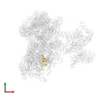 Small ribosomal subunit protein uS17 in PDB entry 6zp4, assembly 1, front view.