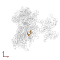 Small ribosomal subunit protein uS8 in PDB entry 6zp4, assembly 1, front view.