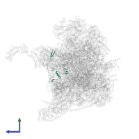 Large ribosomal subunit protein mL42 in PDB entry 6zs9, assembly 1, side view.