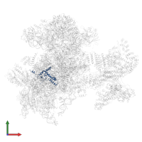 Small ribosomal subunit protein uS4 in PDB entry 6zvj, assembly 1, front view.