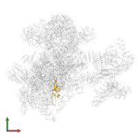 Small ribosomal subunit protein uS17 in PDB entry 6zvj, assembly 1, front view.