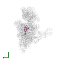 Small ribosomal subunit protein uS12 in PDB entry 6zvj, assembly 1, side view.