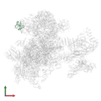 Small ribosomal subunit protein eS12 in PDB entry 6zvj, assembly 1, front view.