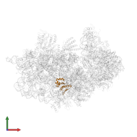 Small ribosomal subunit protein uS8A in PDB entry 7a1g, assembly 1, front view.